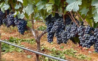 Dai sensori IoT alle “etichette aumentate”: l’agricoltura 4.0 nel progetto europeo “Augmented Susgrape” con 4Agri