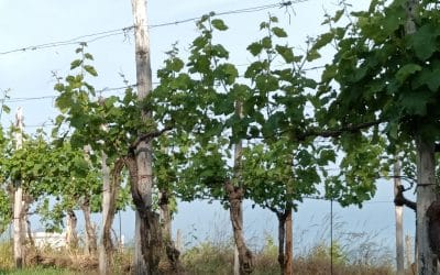 AI‑GRAPE: l’intelligenza artificiale al servizio della viticoltura sostenibile